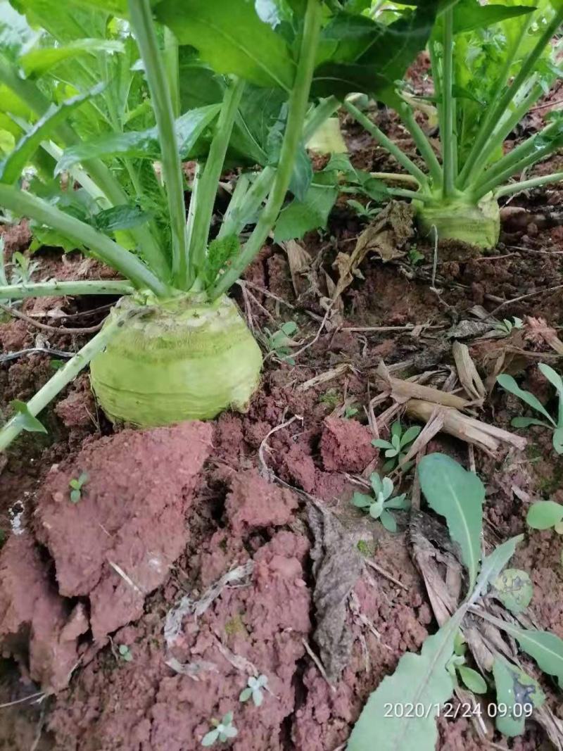 四川大头菜，精品鲜货，现货大量上市
