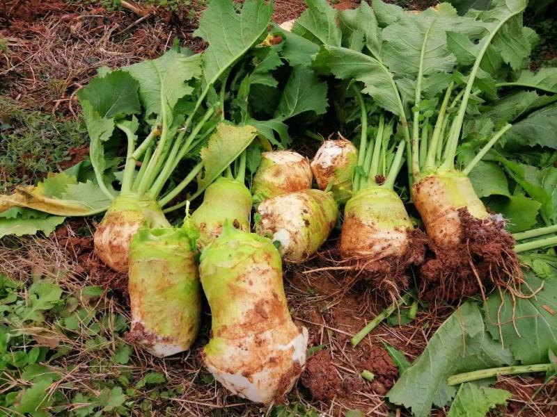 四川大头菜，精品鲜货，现货大量上市