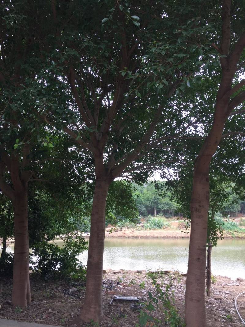 乔木小叶榕绿化榕树行道树风景树袋苗地苗全冠土球