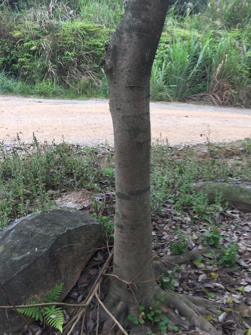 乔木小叶榕绿化榕树行道树风景树袋苗地苗全冠土球