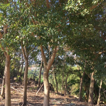乔木小叶榕绿化榕树行道树风景树袋苗地苗全冠土球