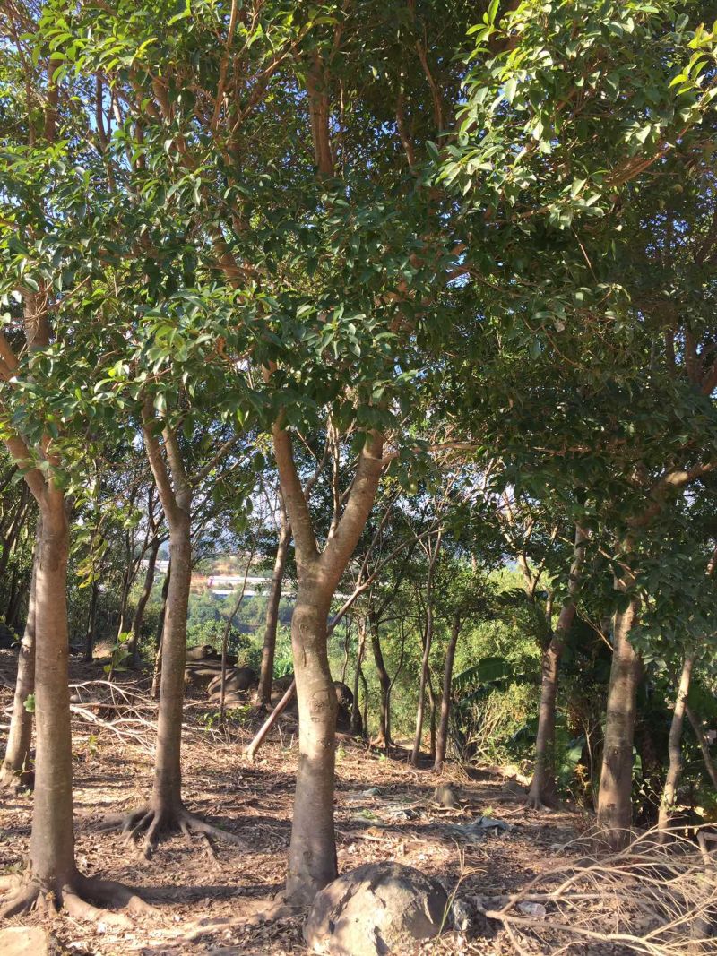 乔木小叶榕绿化榕树行道树风景树袋苗地苗全冠土球