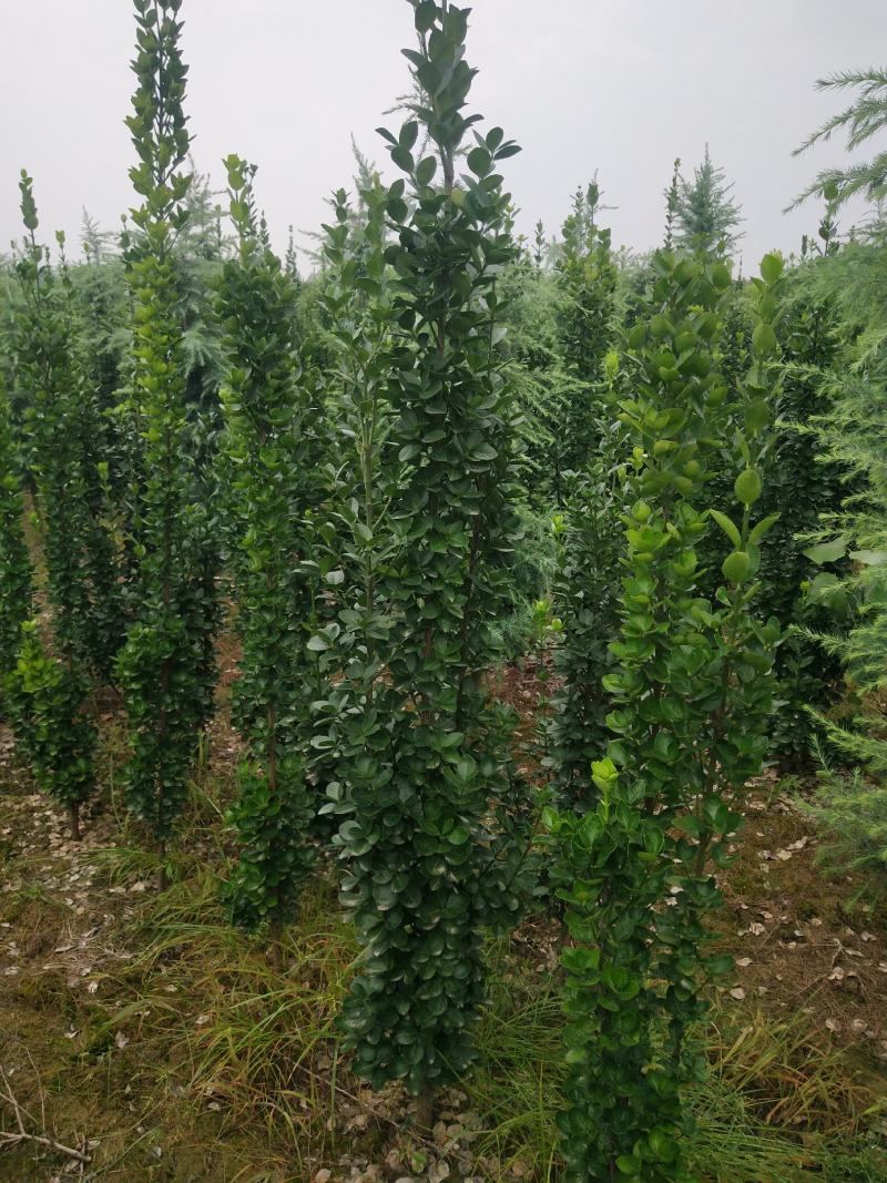北海道黄杨，产地在河南大量供应1.2_2.5精品北海道黄
