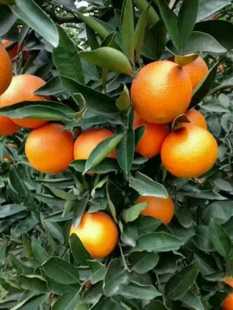 湖北宜昌纽荷尔橙子产地供货货源稳定充足供货全国市场