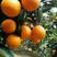 湖北宜昌纽荷尔橙子产地供货货源稳定充足供货全国市场