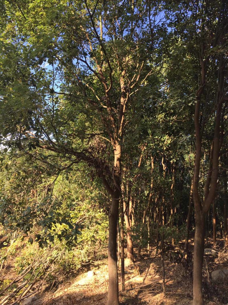乔木麻楝绿化麻楝行道树风景树土球完整，树型全冠