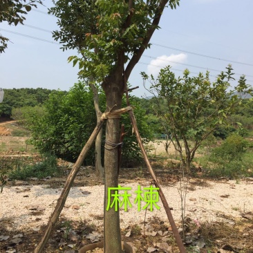 乔木麻楝绿化麻楝行道树风景树土球完整，树型全冠
