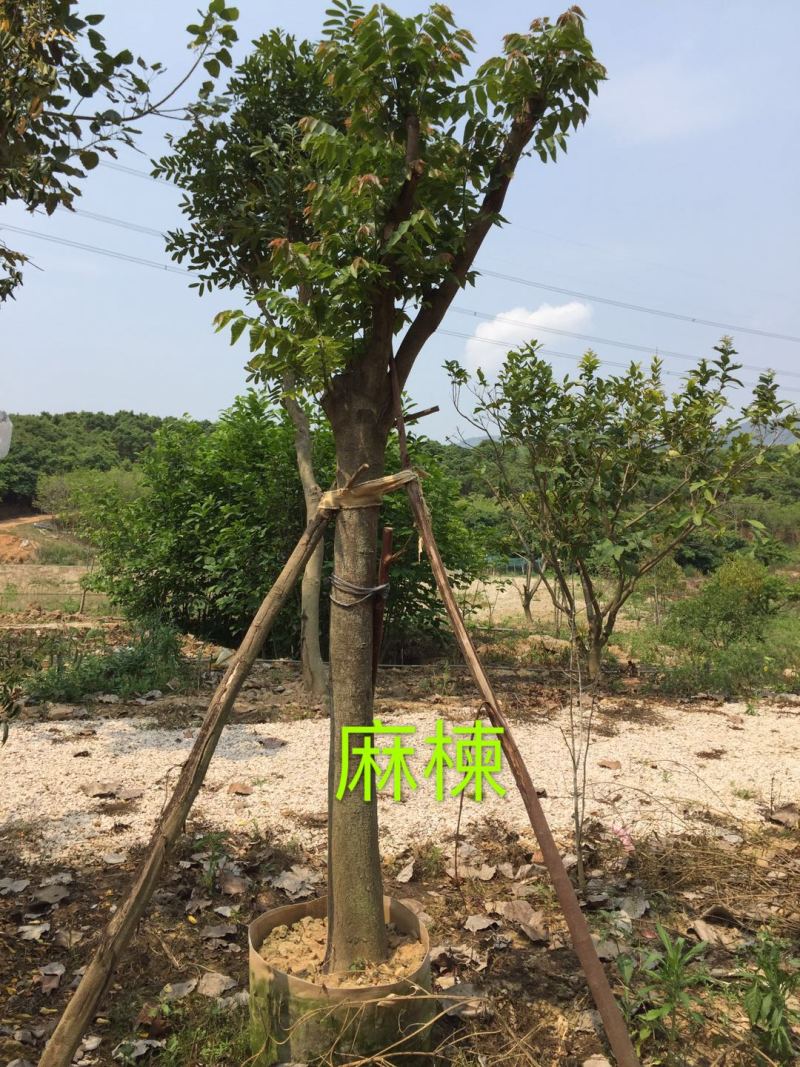 乔木麻楝绿化麻楝行道树风景树土球完整，树型全冠