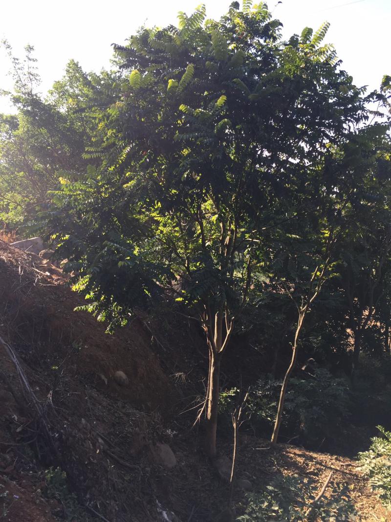 乔木麻楝绿化麻楝行道树风景树土球完整，树型全冠