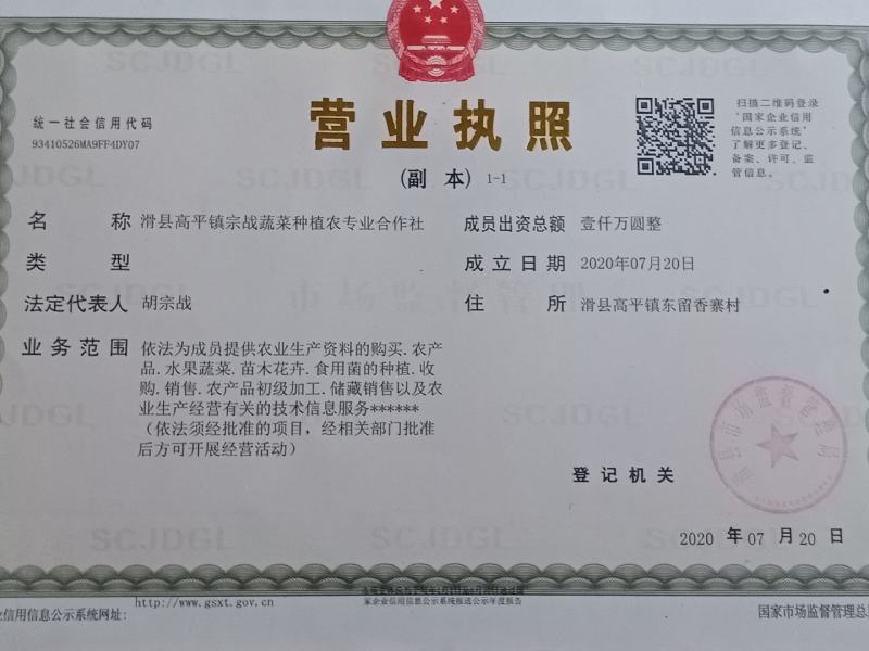 河南万亩香菜种植基地【大叶香菜】价格亲民视频看货采购