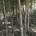 沉香树白木香福建漳州沉香园欢迎合作开发沉香产业链