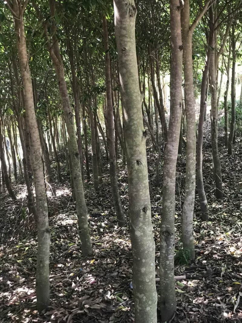 沉香树白木香福建漳州沉香园欢迎合作开发沉香产业链