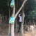 沉香树白木香福建漳州沉香园欢迎合作开发沉香产业链