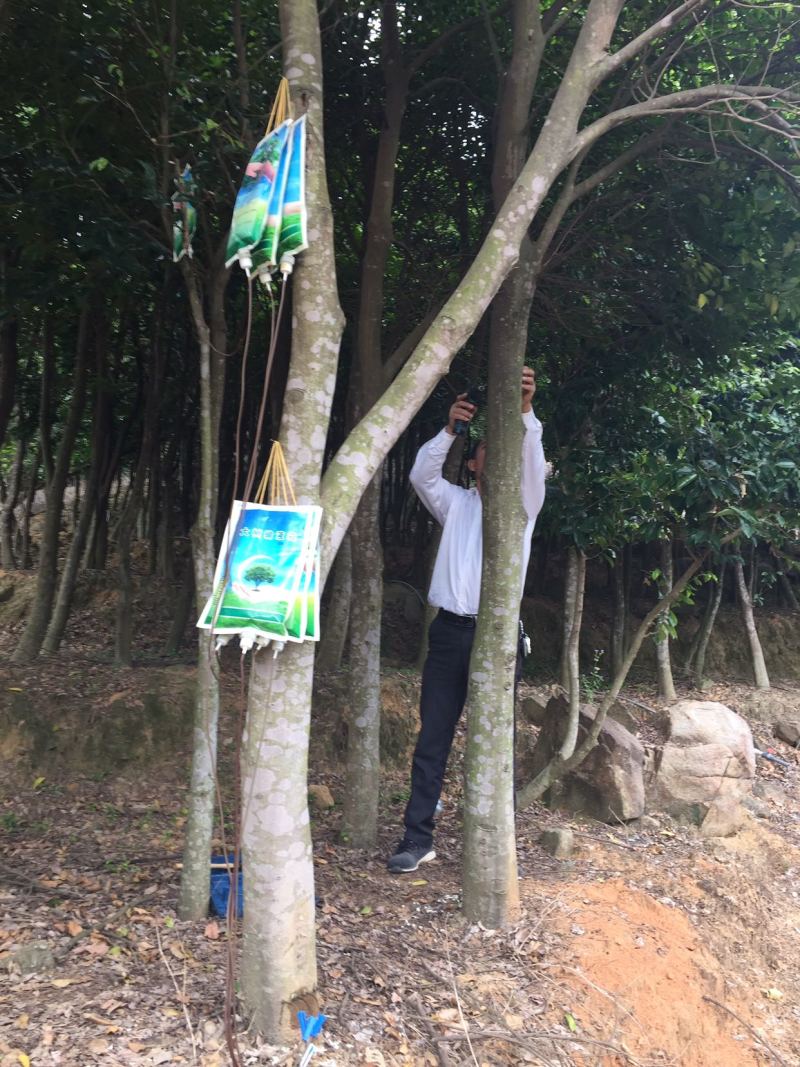沉香树白木香福建漳州沉香园欢迎合作开发沉香产业链