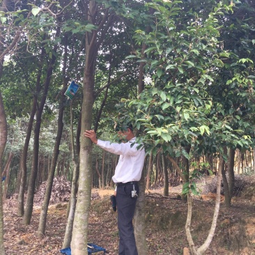 沉香树白木香福建漳州沉香园欢迎合作开发沉香产业链