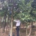 沉香树白木香福建漳州沉香园欢迎合作开发沉香产业链