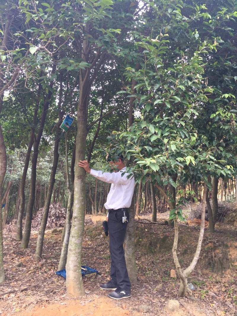 沉香树白木香福建漳州沉香园欢迎合作开发沉香产业链