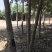 沉香树白木香福建漳州沉香园欢迎合作开发沉香产业链