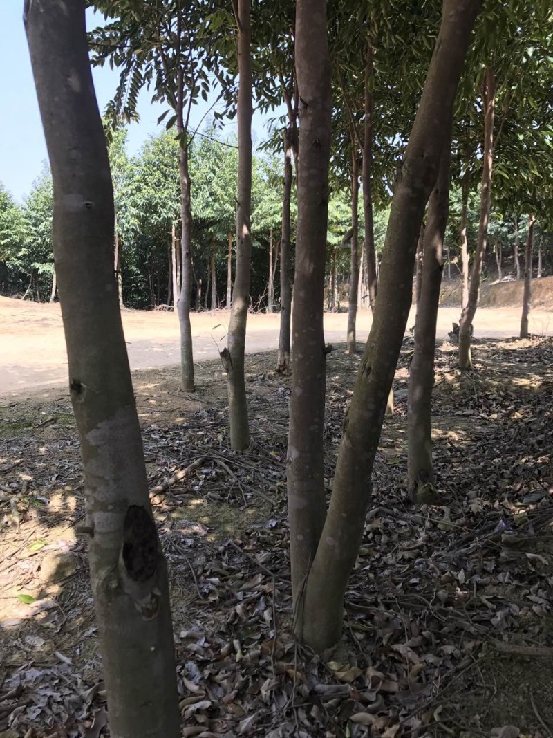 沉香树白木香福建漳州沉香园欢迎合作开发沉香产业链