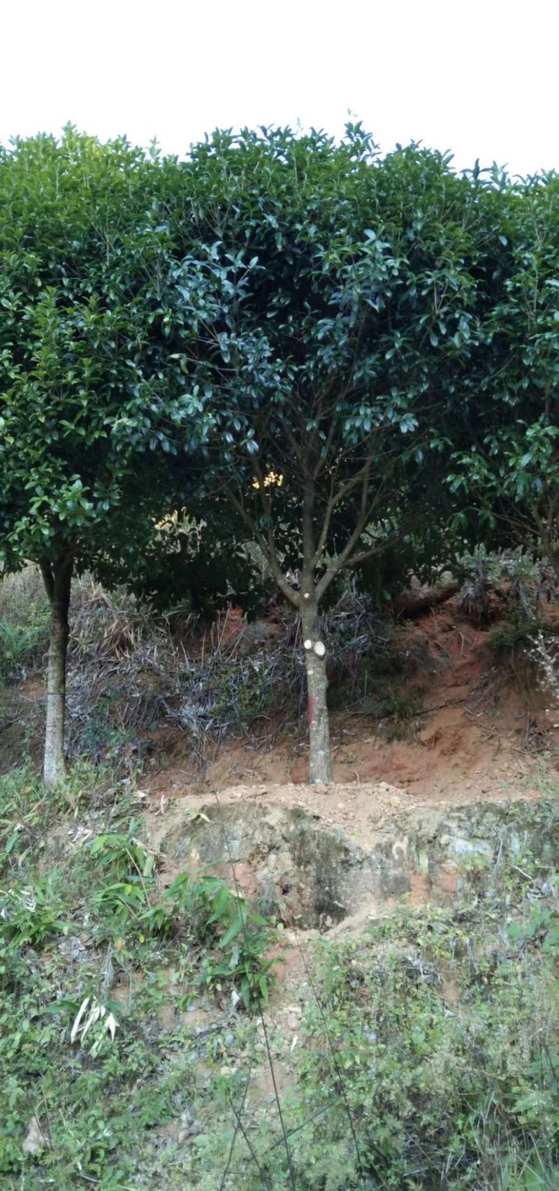 丹桂桂花15-30公分基地大量现货