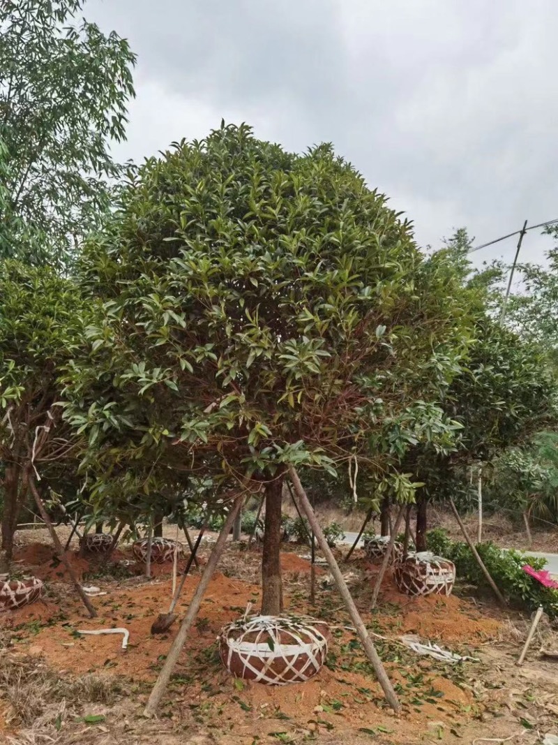 丹桂桂花15-30公分基地大量现货
