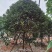 丹桂桂花15-30公分基地大量现货