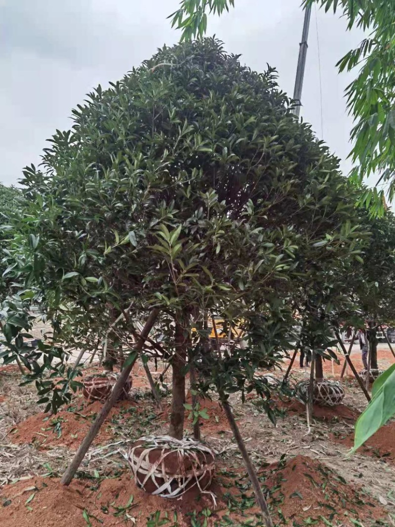 丹桂桂花15-30公分基地大量现货