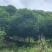 丹桂桂花15-30公分基地大量现货