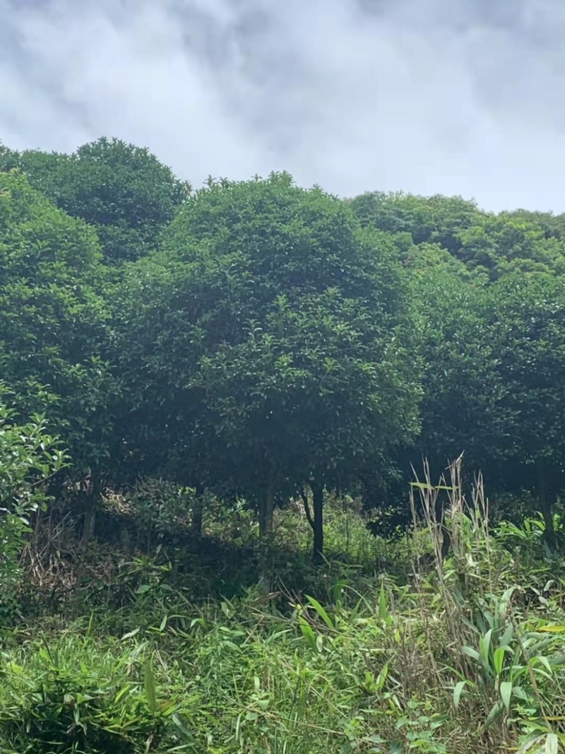 丹桂桂花15-30公分基地大量现货