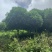 丹桂桂花15-30公分基地大量现货