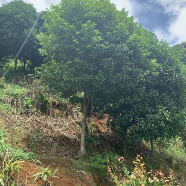 丹桂桂花15-30公分基地大量现货