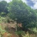 丹桂桂花15-30公分基地大量现货