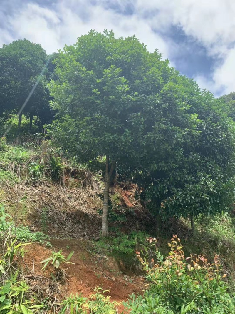 丹桂桂花15-30公分基地大量现货
