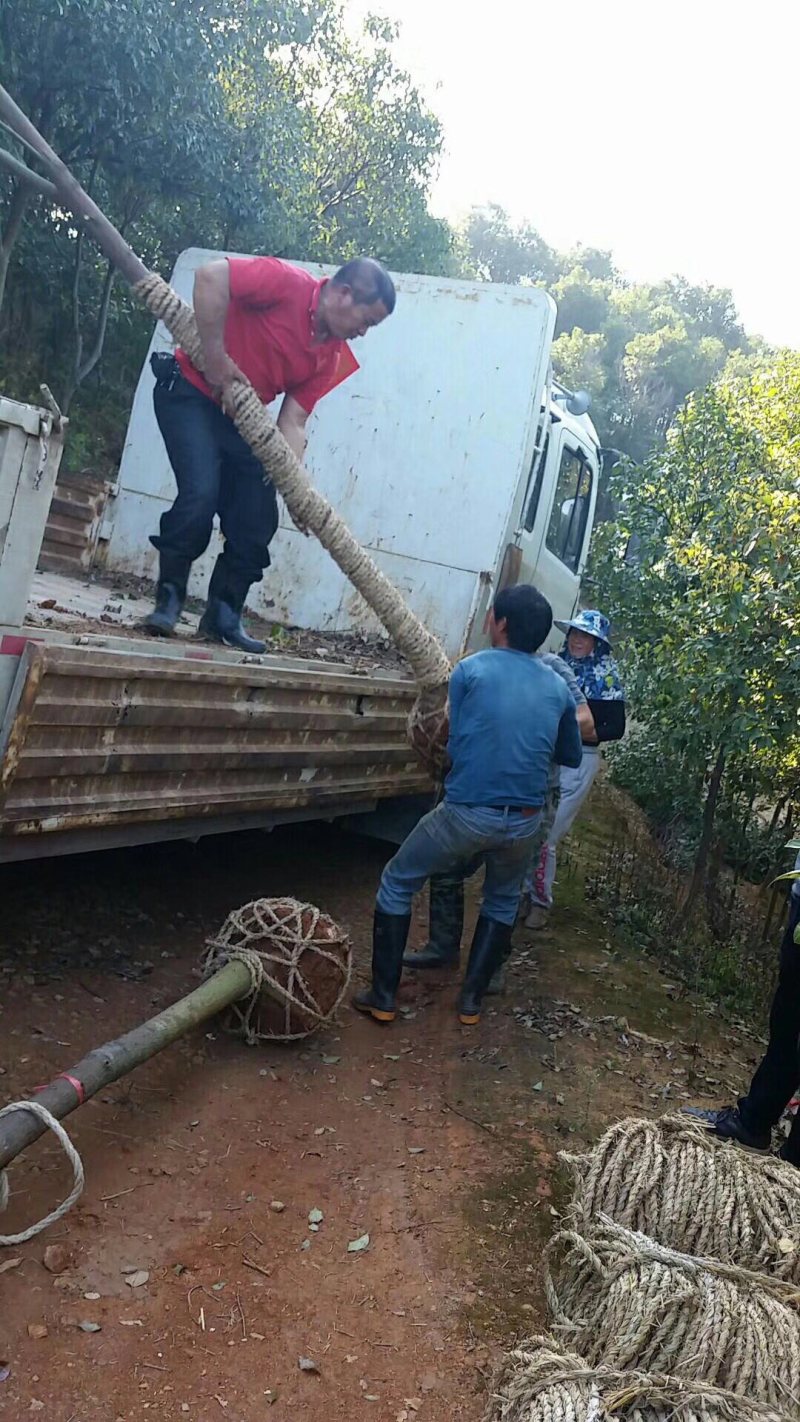 乔木麻楝绿化麻楝行道树风景树土球完整，树型全冠