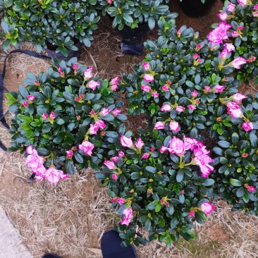 基地直销:精品西玛杜鹃，花期3个月左右，室内花