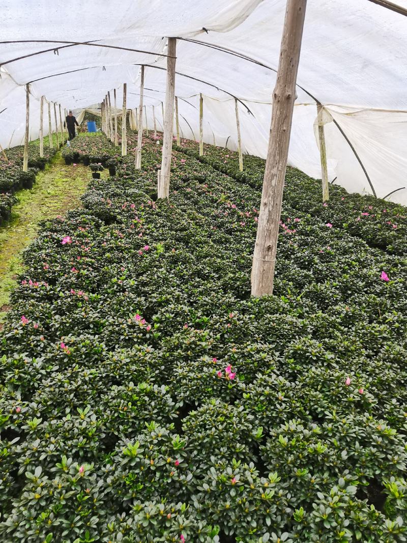 基地直销:精品西玛杜鹃，花期3个月左右，室内花