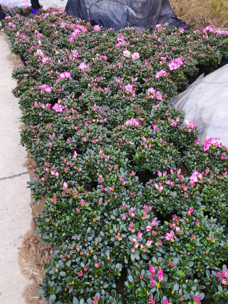 基地直销:精品西玛杜鹃，花期3个月左右，室内花