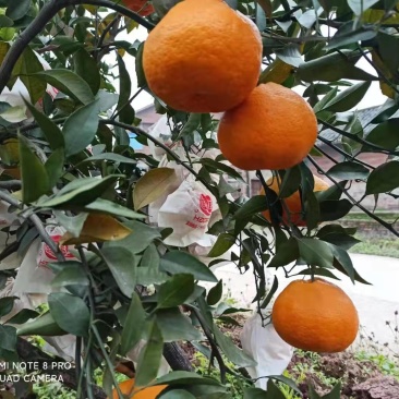 耙耙柑又明春见味道纯甜颜色好长期有货