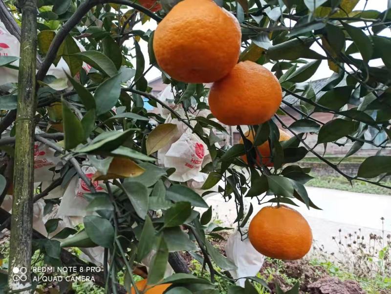 耙耙柑又明春见味道纯甜颜色好长期有货