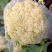 【基地】松花菜，青梗白面，根据要求做质量。2-3斤