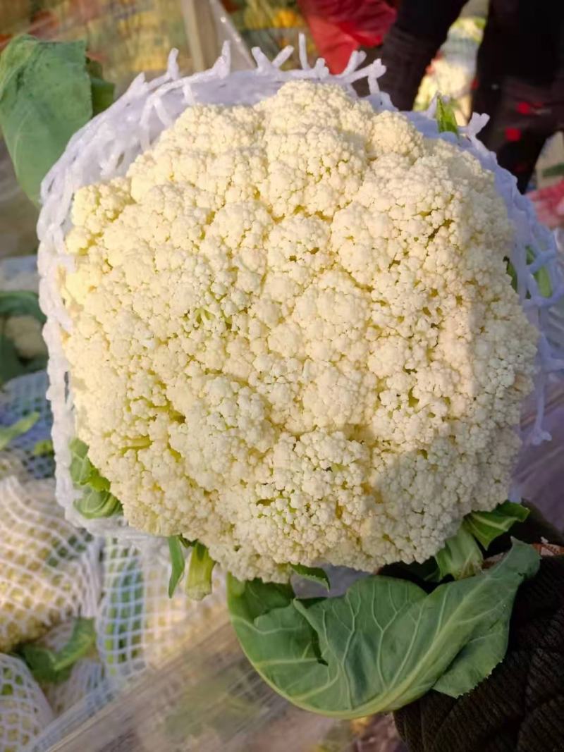 【基地】松花菜，青梗白面，根据要求做质量。2-3斤