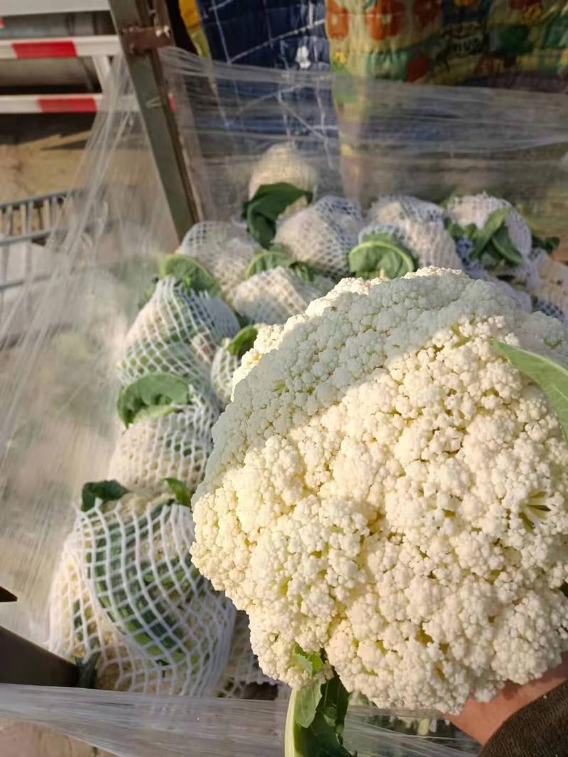 【基地】松花菜，青梗白面，根据要求做质量。2-3斤