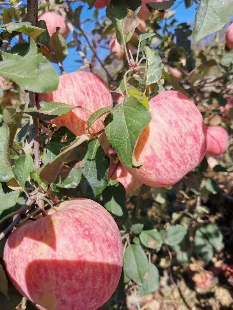 红富士苹果产地一手货源，各种规格价格冰点，。