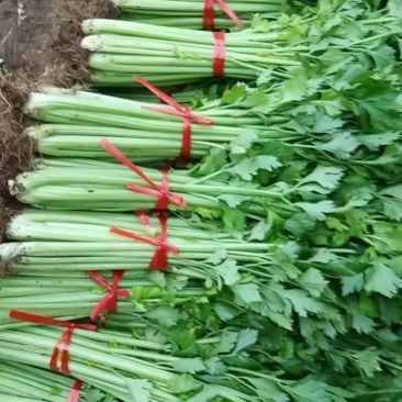芹菜大量上市啦，色泽好，口感好，质量好