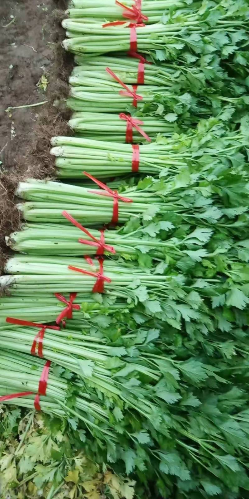 芹菜大量上市啦，色泽好，口感好，质量好