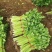 芹菜大量上市啦，色泽好，口感好，质量好