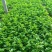 芹菜大量上市啦，色泽好，口感好，质量好