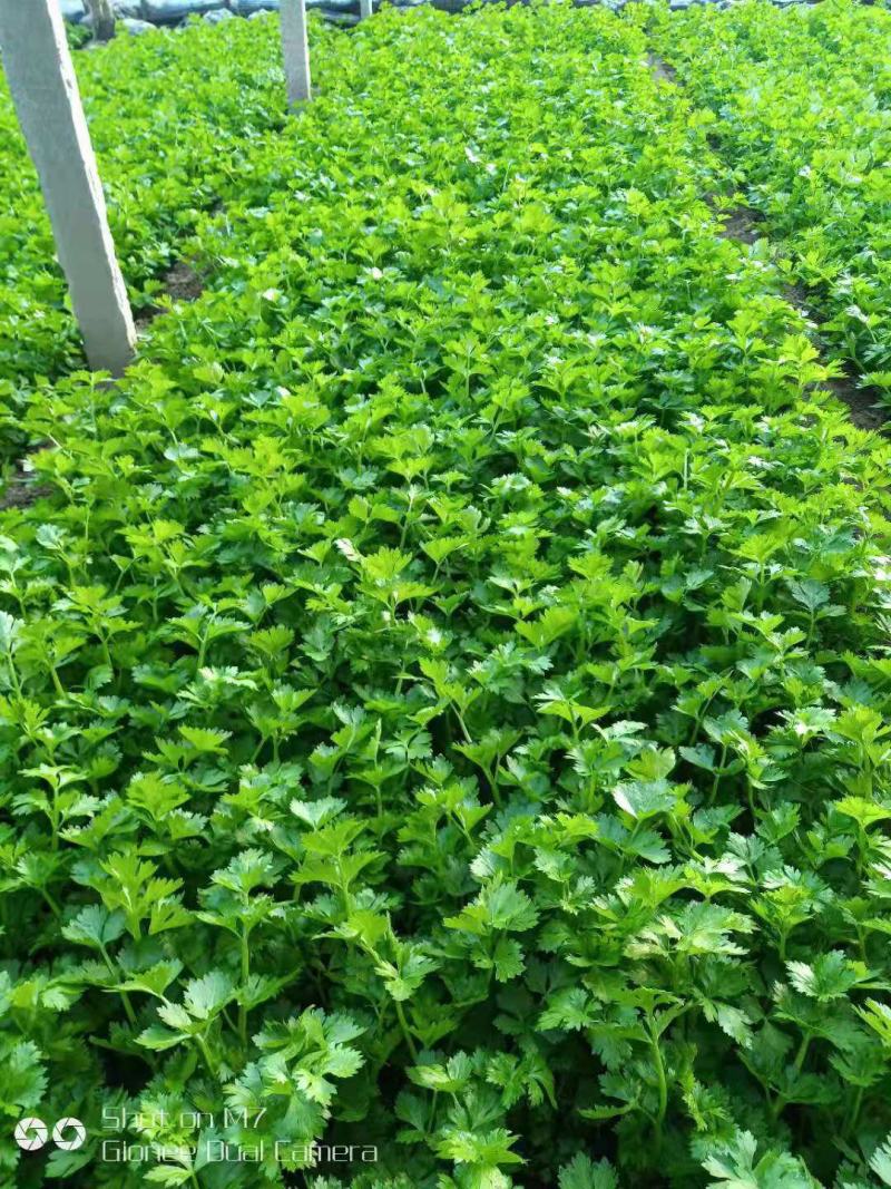 芹菜大量上市啦，色泽好，口感好，质量好