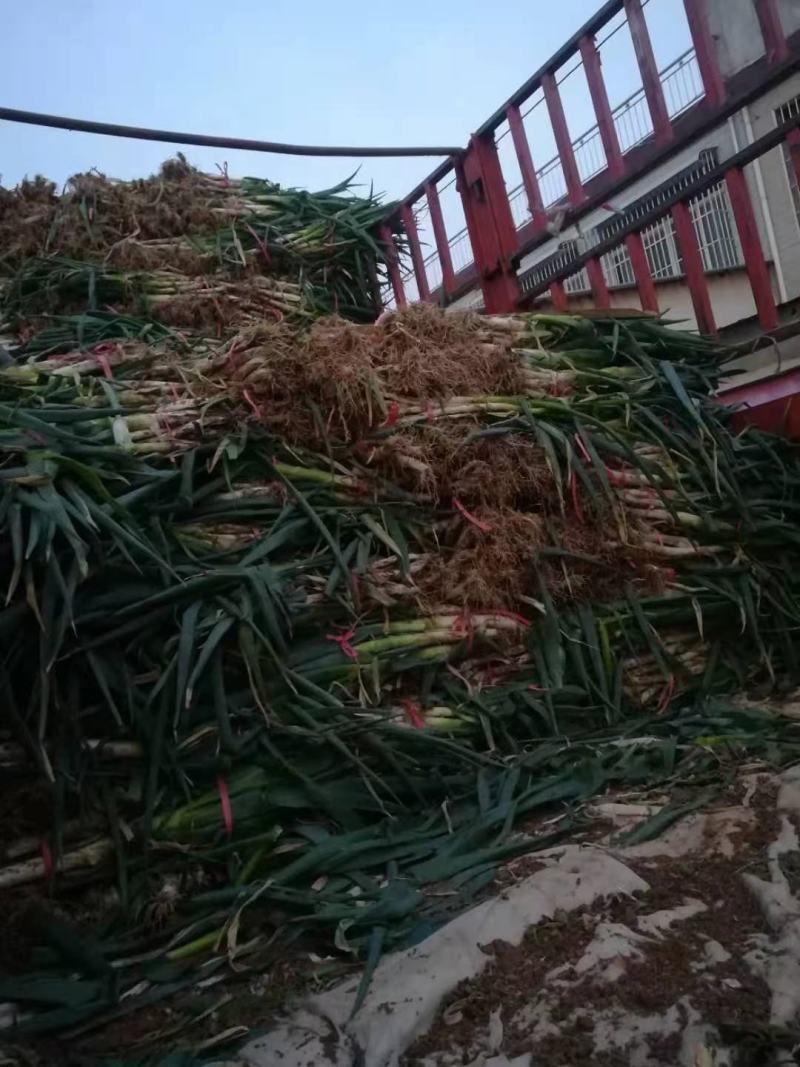 钢葱，山东钢葱大葱钢葱，大量有货，大葱有货，10吨起