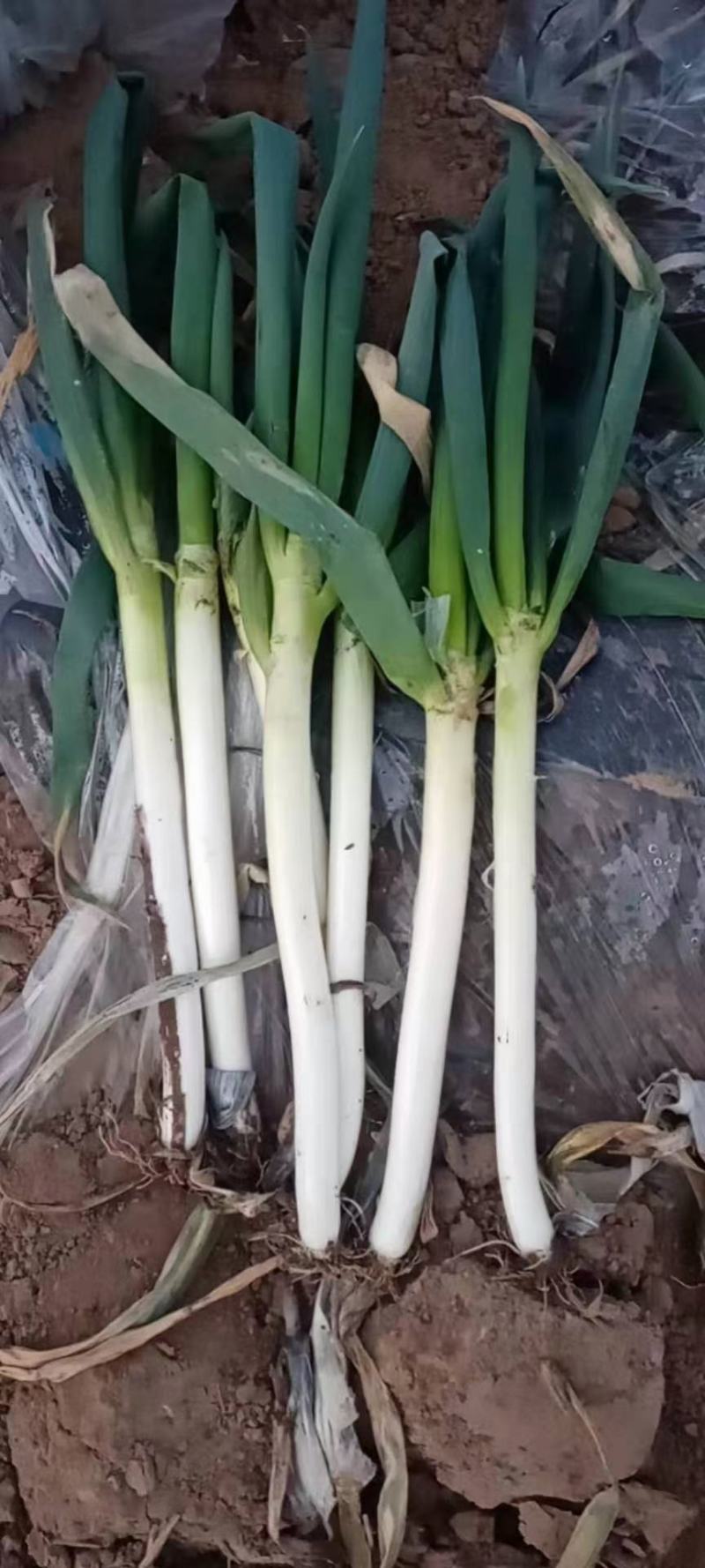 钢葱，山东钢葱大葱钢葱，大量有货，大葱有货，10吨起